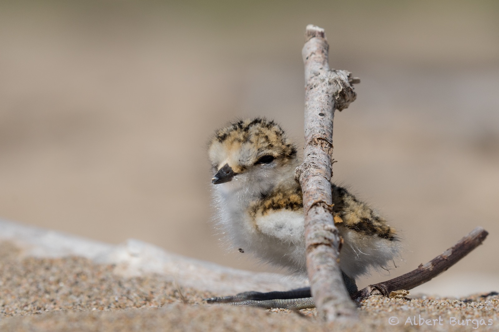 camanegre camanegre